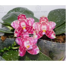 Орхидея Phal. Yaphon Star Diamond 6601 бабочка 1,7 - купить